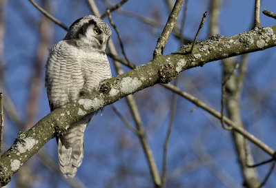 Northern Hawk Owl ( Hkuggla ) Surnia ulula - GS1A5253.jpg