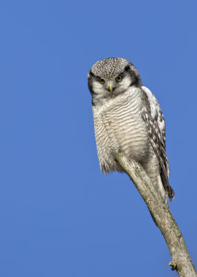 Northern Hawk Owl ( Hkuggla ) Surnia ulula - GS1A5182.jpg