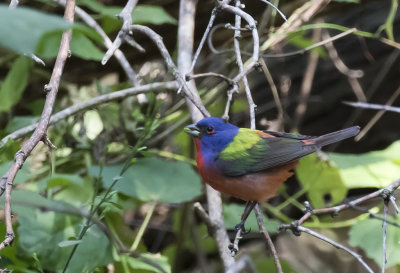Painted Bunting - GS1A2640.jpg