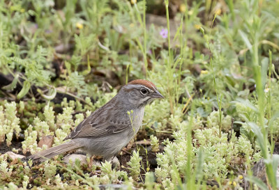 Rufous-crowned Sparrow - GS1A8701.jpg