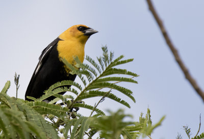 Yellow-headed Blackbird - GS1A1094.jpg
