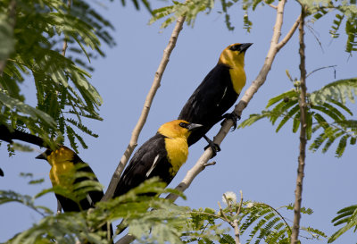Yellow-headed Blackbird - GS1A1161.jpg