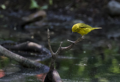 Yellow Warbler - GS1A2320.jpg