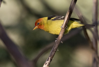 Western Tanager - GS1A1844.jpg