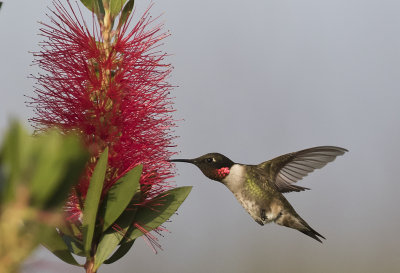 Ruby-throated Hummingbird - GS1A2883.jpg