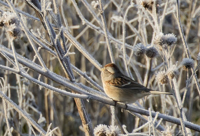 American Tree Sparrow (Tundrasparv ) Spizella arboreal - GS1A5553.jpg