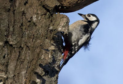 Great Spotted Woodpecker ( Strre hackspett ) Dendrocopos major -  GS1A5091.jpg