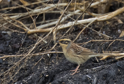 Siberian Accentor ( Sibirisk järnsparv ) Prunella montanella - GS1A4611.jpg