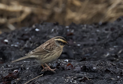 Siberian Accentor ( Sibirisk järnsparv ) Prunella montanella - GS1A4695.jpg