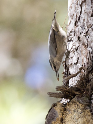 Corsican Nuthatch ( Korsikansk ntvcka ) Sitta whiteheadi - GS1A0030.jpg