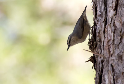 Corsican Nuthatch ( Korsikansk ntvcka ) Sitta whiteheadi - GS1A0054.jpg