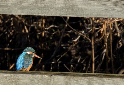 Common Kingfisher ( Kungsfiskare ) Alcedo atthis - GS1A6489.jpg