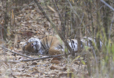 Bengal Tiger ( Bengalisk tiger ) Panthera tigris tigris - CP4P2762.jpg