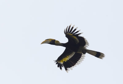 Great Hornbill ( Strre hornkorp ) Buceros bicornis - CP4P3964.jpg