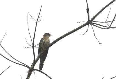Indian Cuckoo CP4P6052.jpg