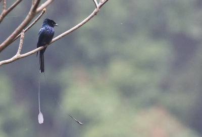 Lesser Racket-tailed Drongo CP4P8177.jpg