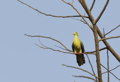 Wedge-tailed Green Pigeon CP4P3912.jpg