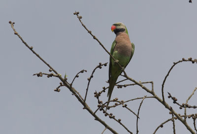 Red-breasted Parakeet CP4P9359.jpg