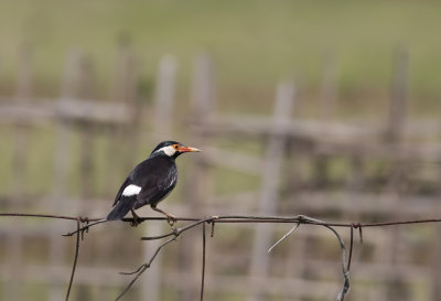 Asian Pied Starling CP4P9929.jpg