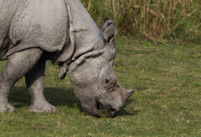 Indian Rhinoceros CP4P9989.jpg