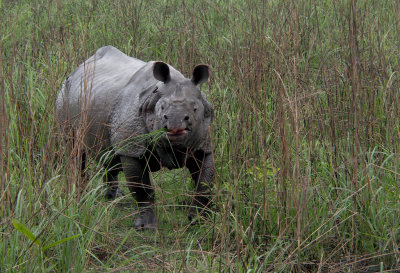 Indian Rhinoceros P4207946.jpg