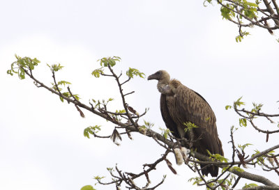 Indian Vulture CP4P0547.jpg