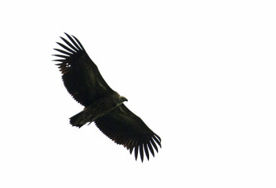Himalayan Vulture CP4P0555.jpg