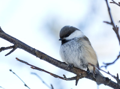 Grey-headed Chickadee ( Lappmes ) Poecile cincture - GS1A7469.jpg