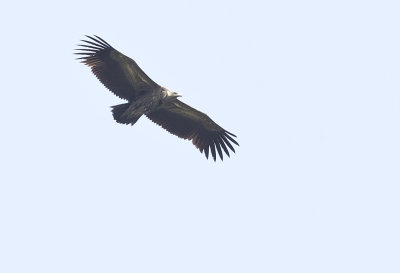 Himalayan Vulture CP4P9714.jpg