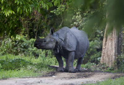 Indian Rhinoceros CP4P0201.jpg