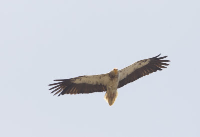 Egyptian Vulture CP4P2428.jpg
