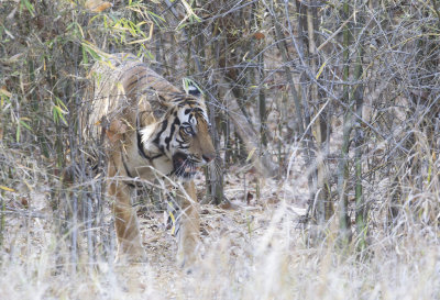 Bengal Tiger ( Bengalisk tiger ) Panthera tigris tigris - CP4P2772.jpg