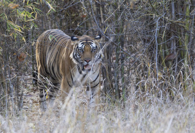 Bengal Tiger ( Bengalisk tiger ) Panthera tigris tigris - CP4P2793.jpg