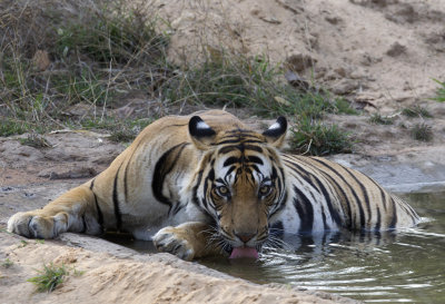 Bengal Tiger ( Bengalisk tiger ) Panthera tigris tigris  - CP4P2841.jpg
