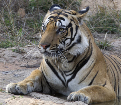 Bengal Tiger ( Bengalisk tiger ) Panthera tigris tigris  - CP4P2852.jpg