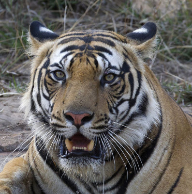 Bengal Tiger ( Bengalisk tiger ) Panthera tigris tigris  - CP4P2857.jpg