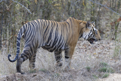 Bengal Tiger ( Bengalisk tiger ) Panthera tigris tigris  - CP4P2877.jpg