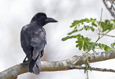 Indian Jungle Crow Corvus culminatus CP4P4227.jpg