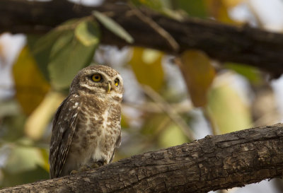Spotted Owlet CP4P4273.jpg