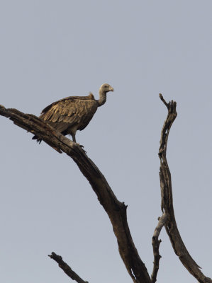 Indian Vulture CP4P4345.jpg