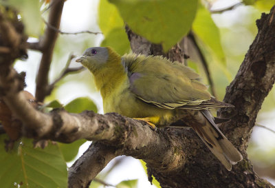 Yellow-footed Green Pigeon CP4P4494.jpg