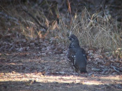 Spruce Grouse - Forest Co - 11/16/12