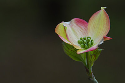 Spring at the Arboretum