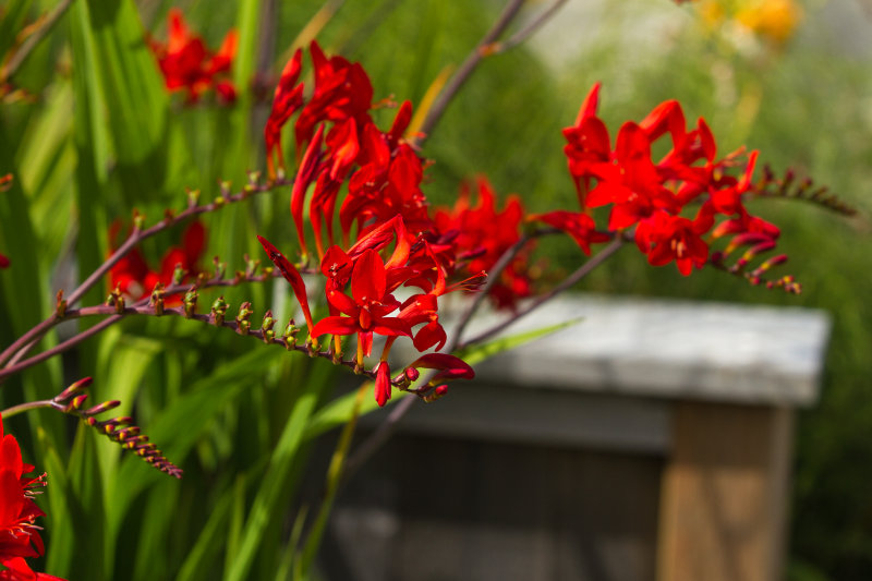 Lucifer Flower