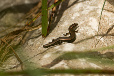 Ground Skink