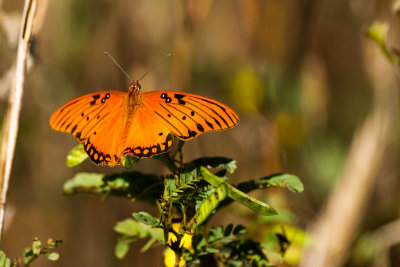 Gulf Fritillary 