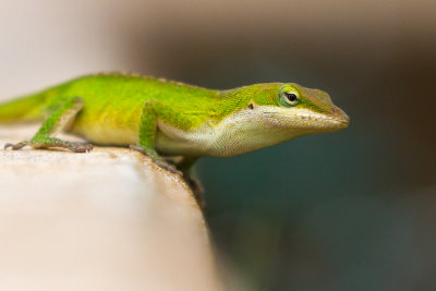 Anole Lizard