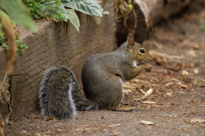 Eastern Gray Squirrel 