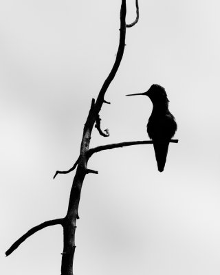 Hummingbird Silhouette 