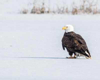 Bald Eagle